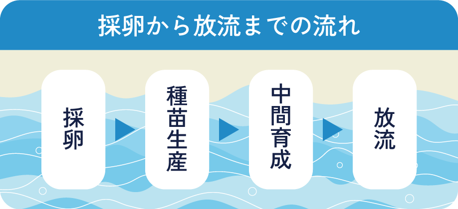 採卵から放流までの流れ 採卵 種苗生産 中間育成 放流